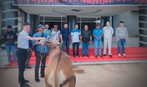 GNI Kurban 12 Sapi untuk Desa Lingkar Industri di Morowali Utara